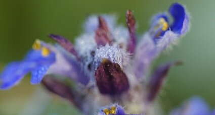 Fleur de bugle en pyramide