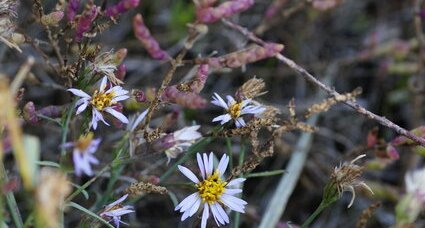 Aster maritime