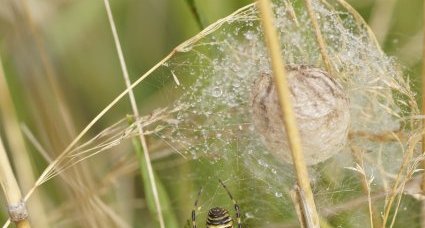 Argiope bruennichi