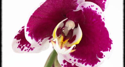 Orchidée phalaenopsis