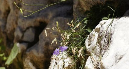 Campanule sp.