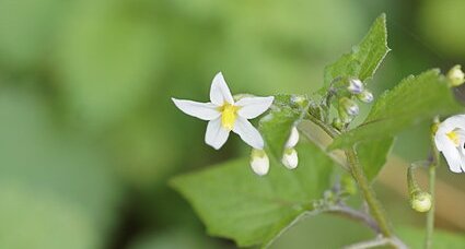 Fleur de morelle noire - sous réserve