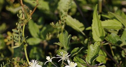 Clématite vigne blanche - sous réserve