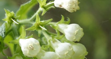 Consoude à fleurs blanches