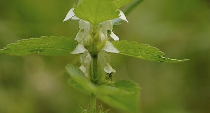 Fleur de lamier blanc