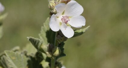 Fleur de guimauve officinale