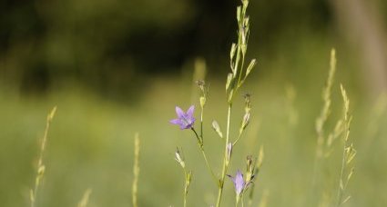 Campanule raiponce - sous réserve