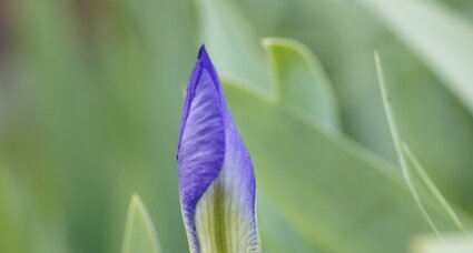 Iris nain - variante bleue