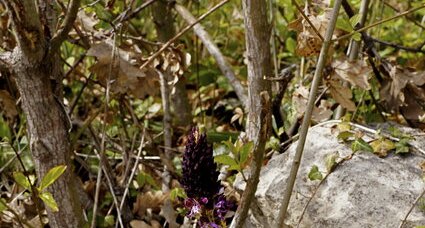 Orchis brûlé - sous réserve