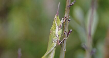 Pyrgomorphe à tête conique