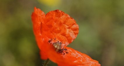 Coquelicot de lecoq - sous réserve