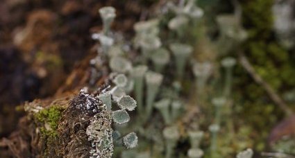 Cladonia sp.