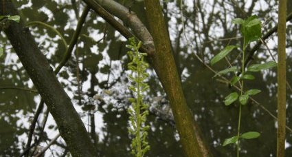 Listère à feuilles ovales ou grande listère