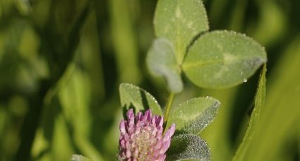 Fleur de trèfle des prés après "séchage"