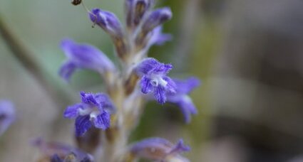 Fleur d'orobanche de Mutel - sous réserve