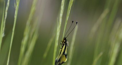 Ascalaphe soufré