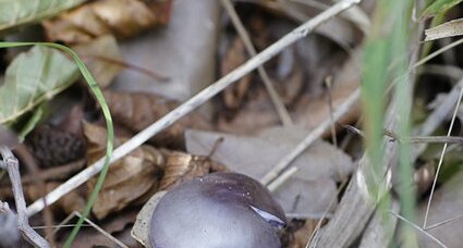 Champignon