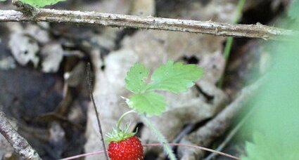 Fraise des bois