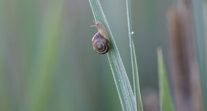 Ah l'escargot...