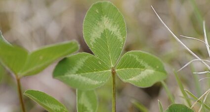 Feuille de trifolium