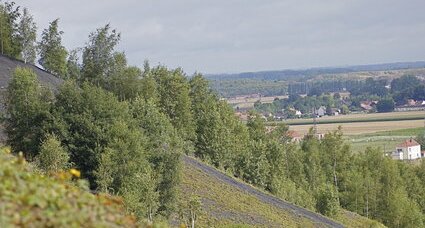 Terril en cours de végétalisation naturelle