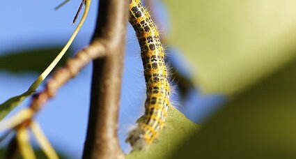 Chenille de la Bucéphale