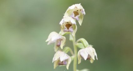 Epipactis sp.