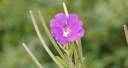 Fleur d'épilobe hirsute