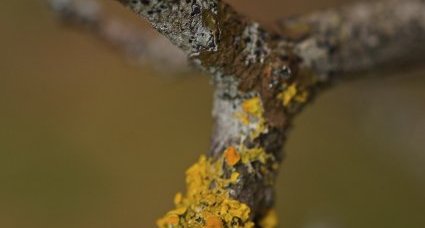 Xanthoria parietina - sous réserve