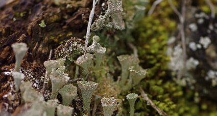 Cladonia fimbriata - sous réserve