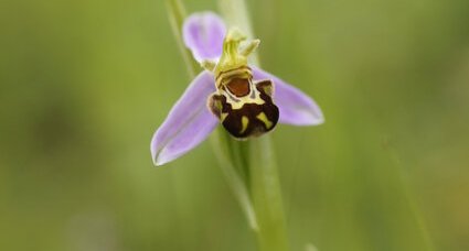 Ophrys abeille - Ophrys apifera