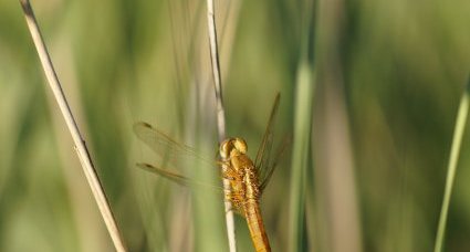 Crocothémis écarlate - femelle