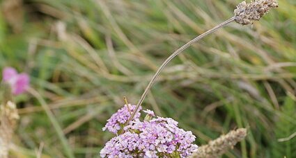 Achillée millefeuille