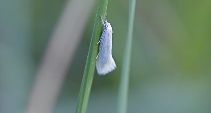 Elachista argentella