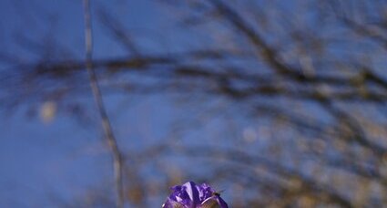 Iris en fleur