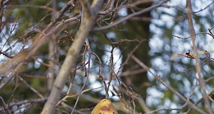 Poire