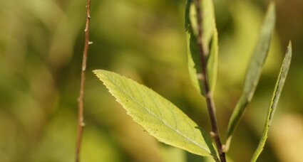 Feuille de spirée à feuilles de saule