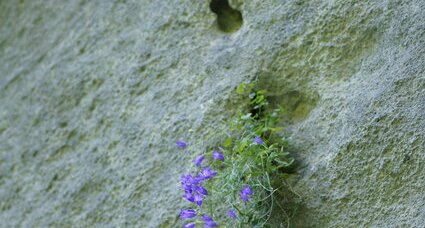 Campanule sp.