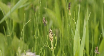 Prêle des marais - Equisetum palustre