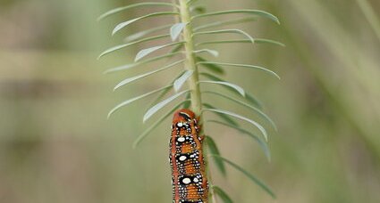 Chenille du sphinx de l'euphorbe (3)