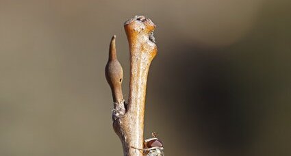 Mouche esseulée