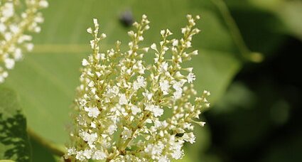 Fleur de renouée du Japon