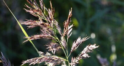 Phragmite australis