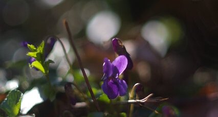 Violette odorante