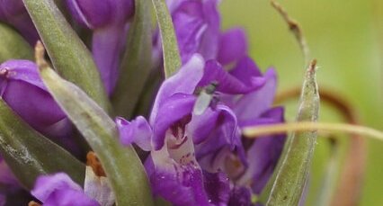 Fleur de Dactylorhiza uncata - sous réserve