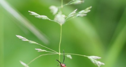 Pyrochroa serraticornis