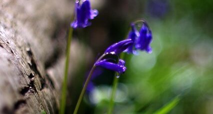 Jacinthe des bois