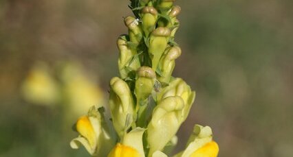 Fleur de linaire commune