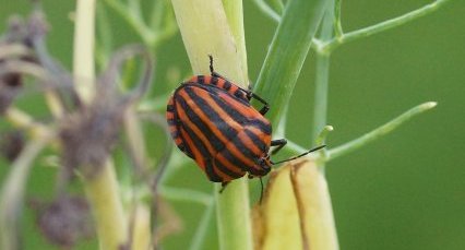 Punaise arlequin