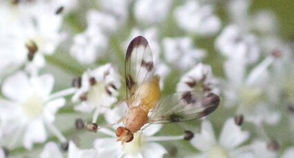 Minettia sp. - sous réserve